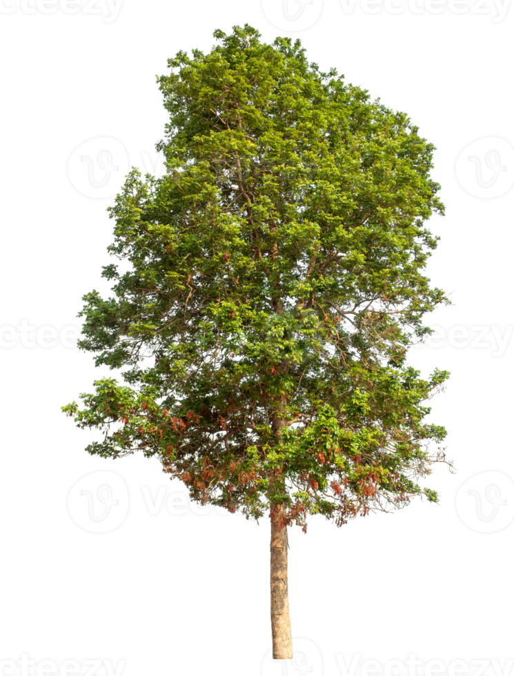 Tree isolated on transparent background,Tropical trees isolated used for design. png