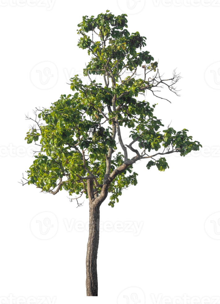 Green tree isolated on transparent background, tropical trees. png
