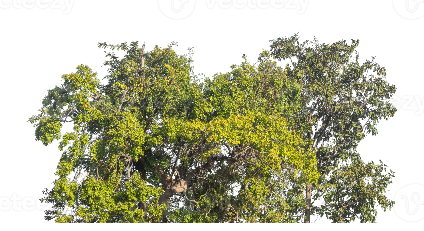 bush isolated on transparent background with clipping path and alpha channel, tropical trees. png