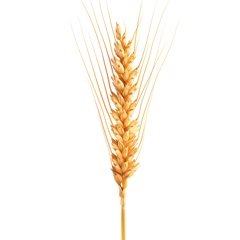 Golden wheat ear isolated on food crop ripe farm stem on transparent background png