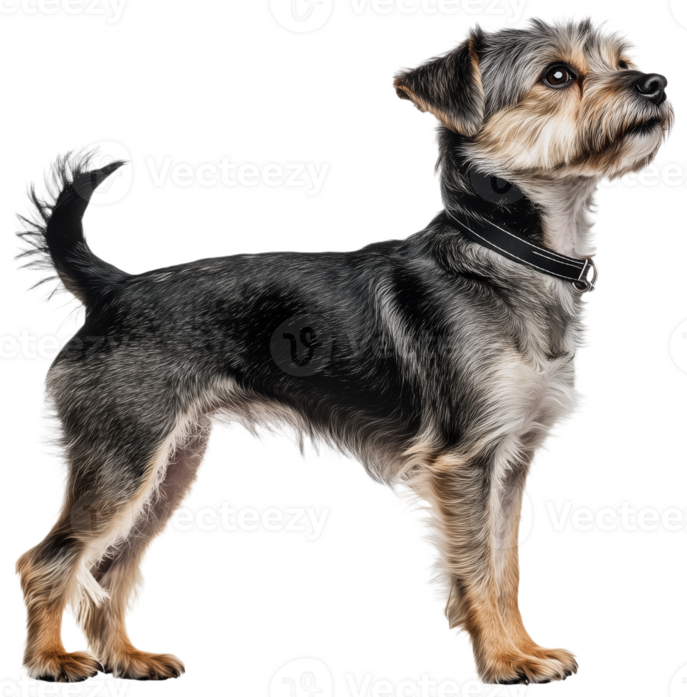 Playful Loyal Dog Companion with Fluffy Fur png