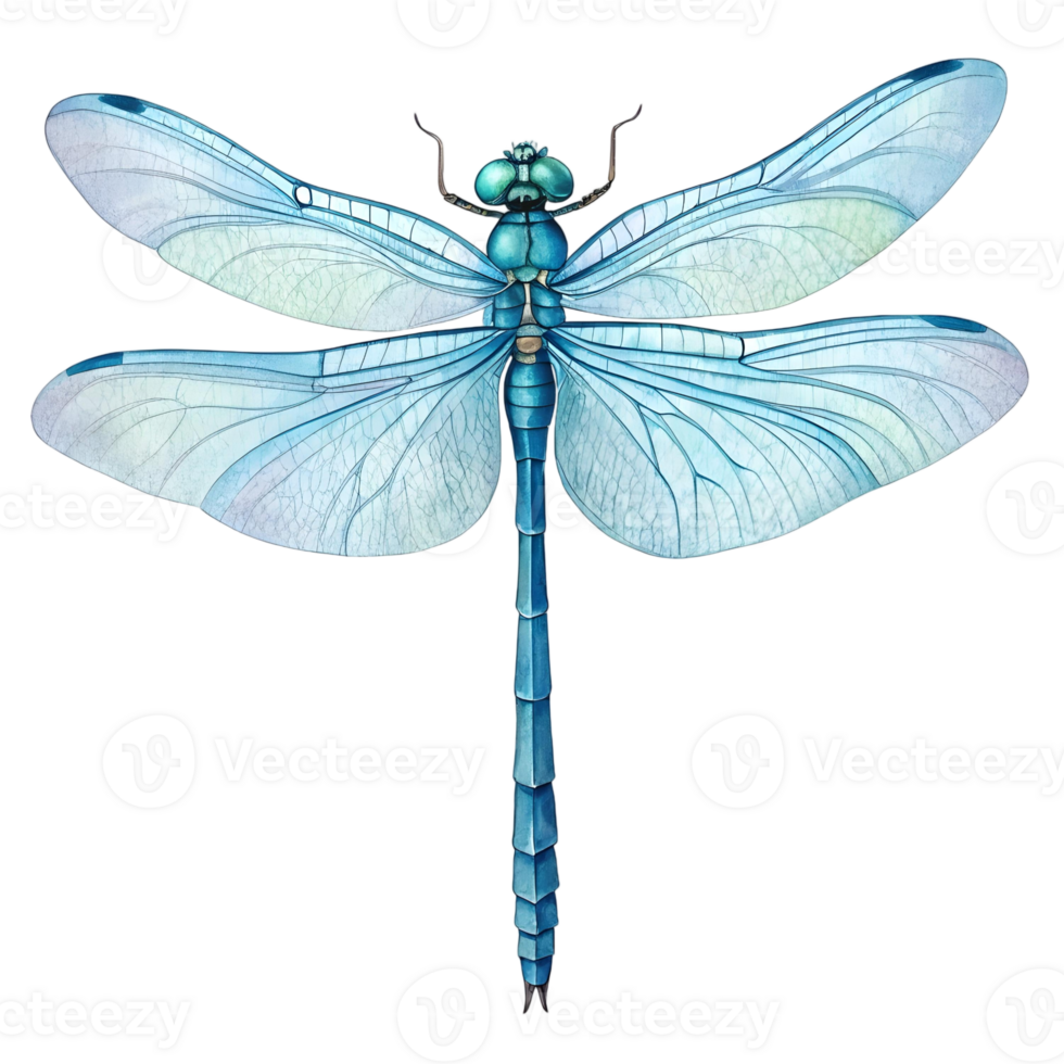 Stunning Blue Dragonfly Illustration Detailed Watercolor Insect Art for Design png