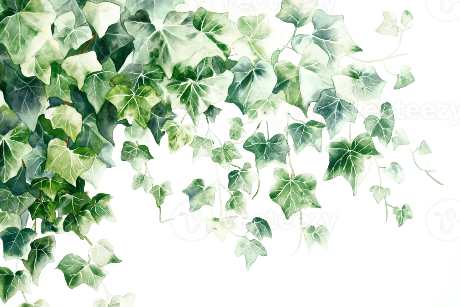 Watercolor Ivy Pattern - Transparent Background png