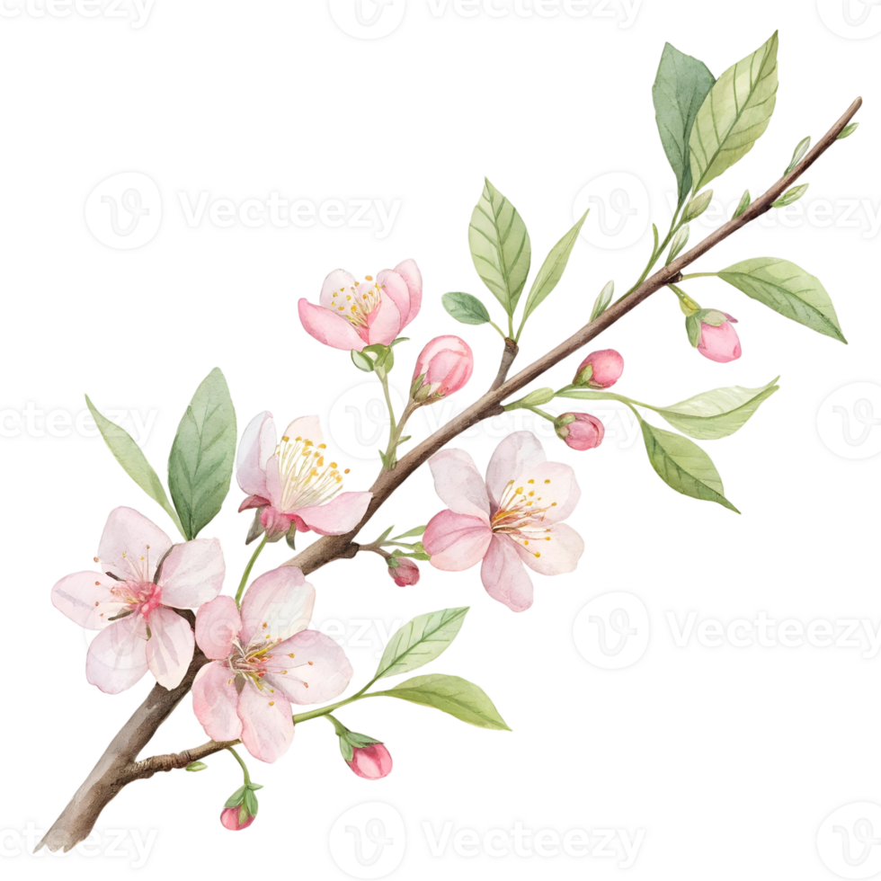 Watercolor Pink Almond Blossom Branch, Spring Flowers, Botanical Illustration, Nature Design Element png