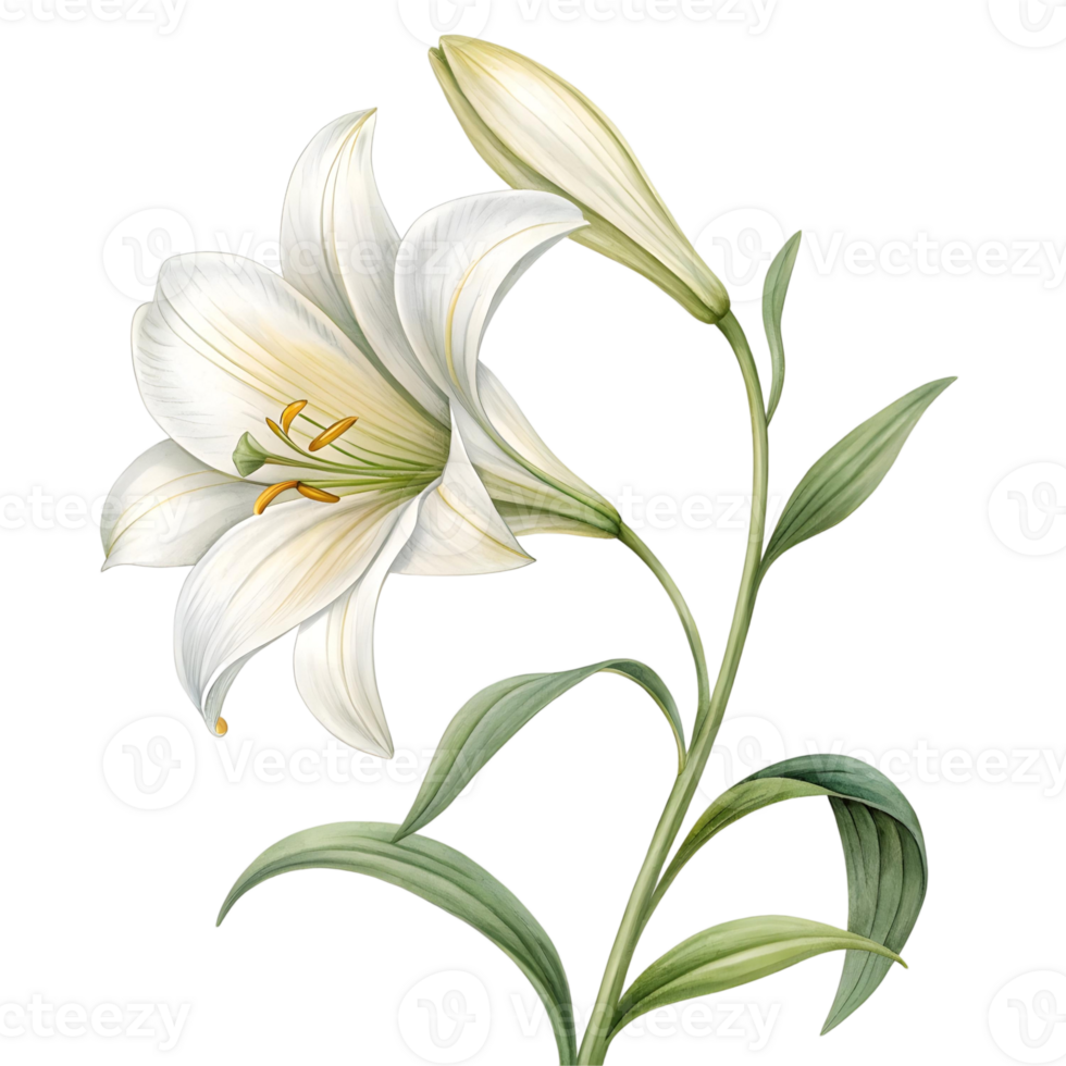 Elegant White Lily Flower Botanical Illustration, Blooming Lily Plant, Nature Design png