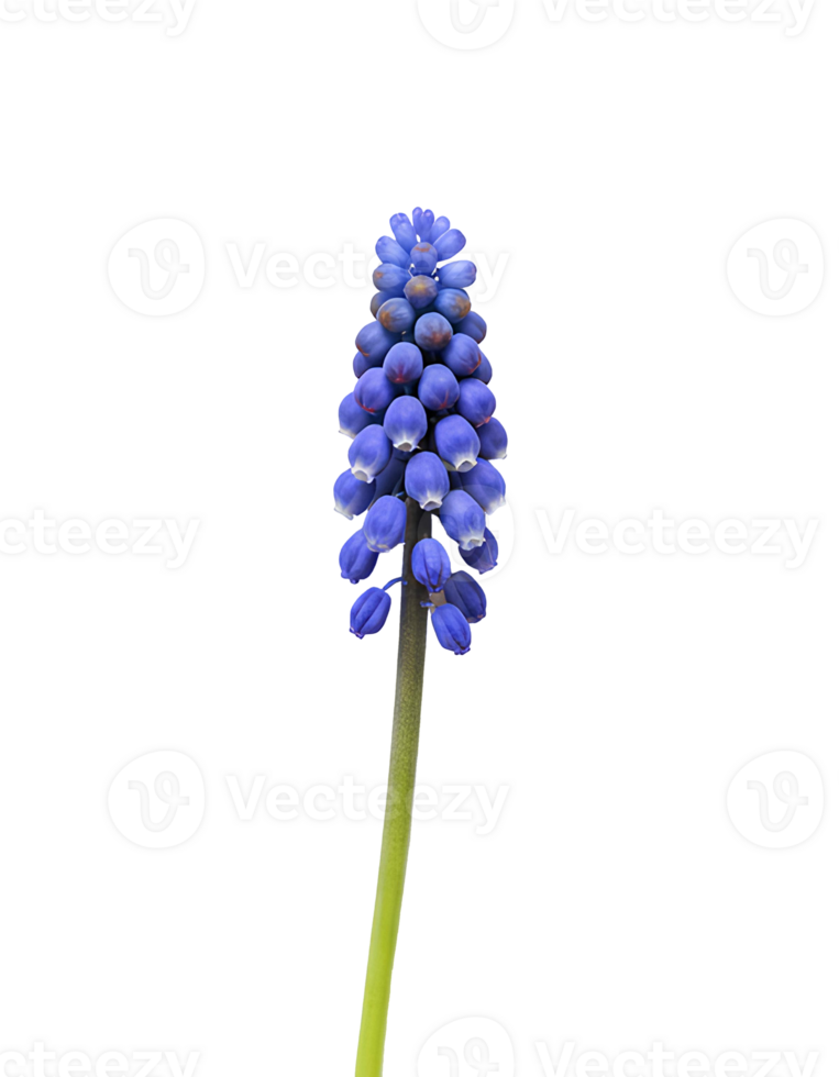 Vibrant Spring Bloom of Grape Hyacinth Flowers in a Collection for Garden, Botanical, and Nature-Inspired Decor Ideas png