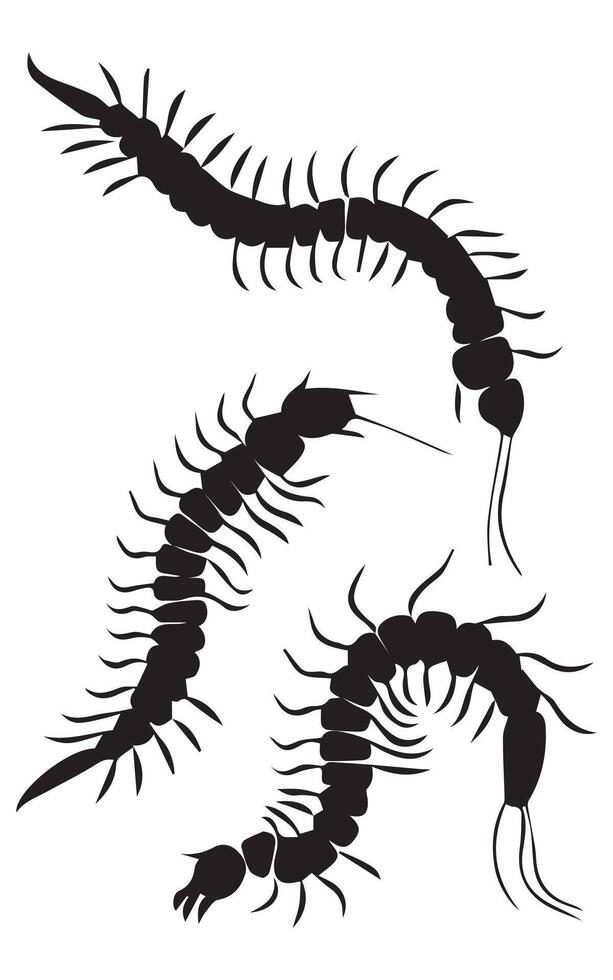 Centipede Silhouette Illustration vector
