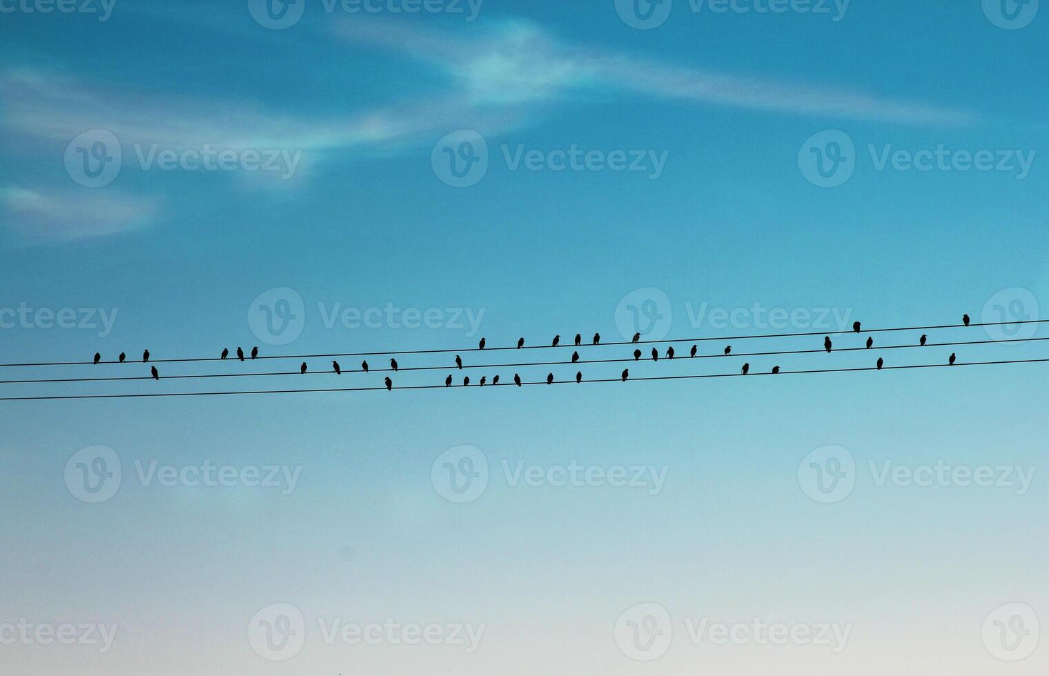 A flock of birds perched on electricity wires photo