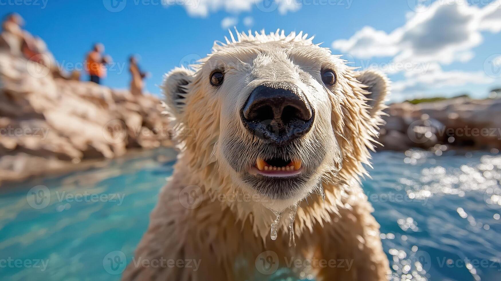 A polar bear is looking at the camera while swimming photo