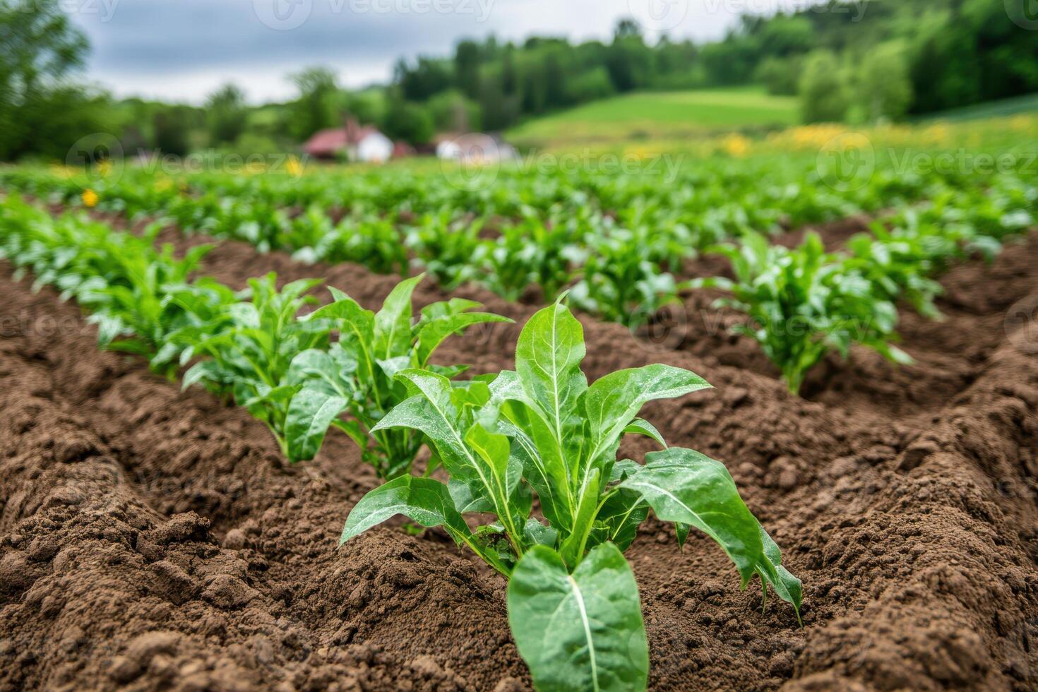Tobacco plants growing in a field photo