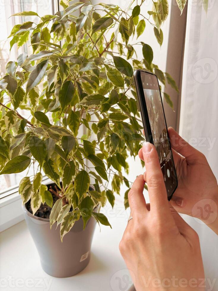 Smartphone with camera turned on in woman's hands taking photo of house ficus in pot. Houseplants concept.