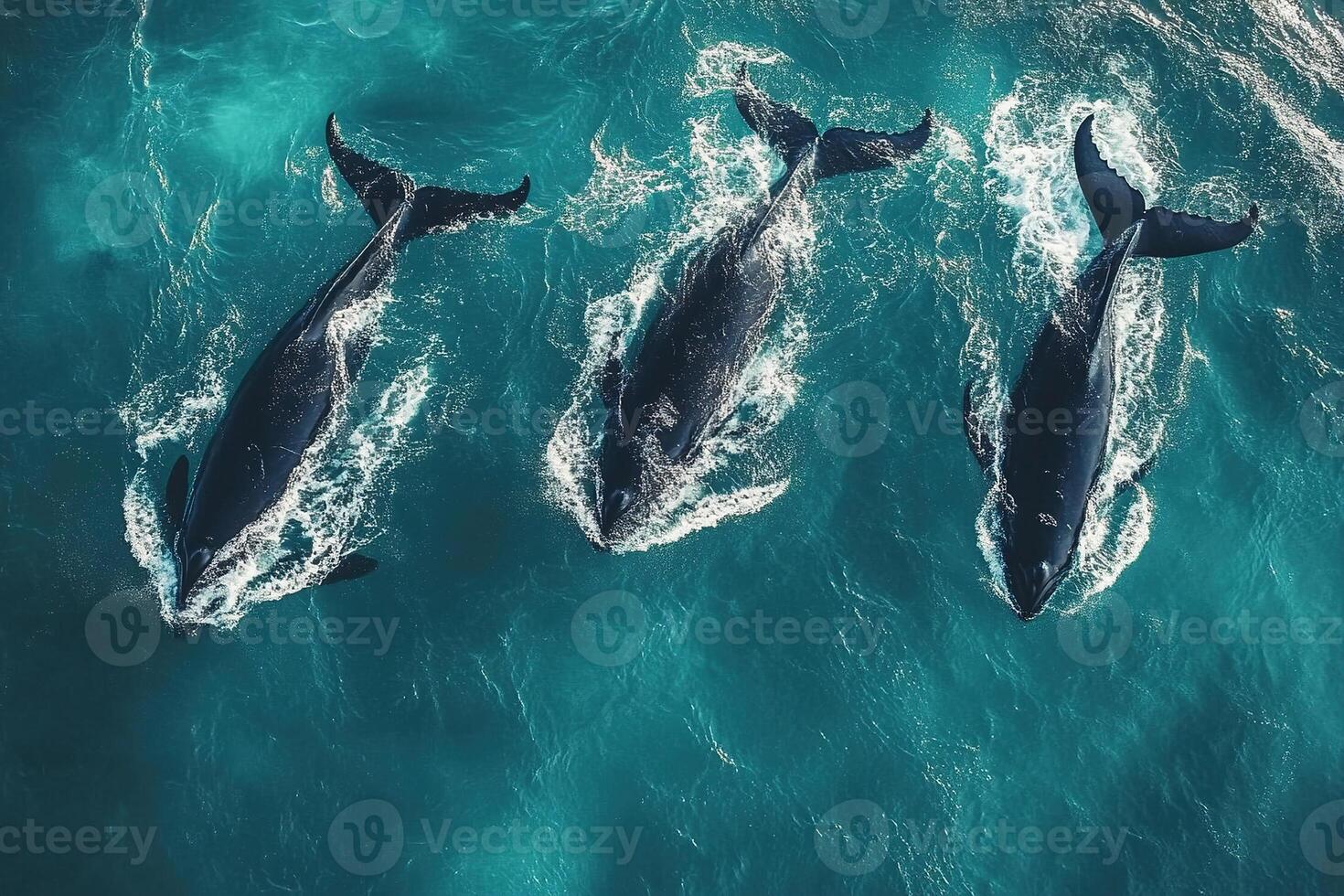 Aerial view of three black whales swimming on the surface of the water. Generated by artificial intelligence photo