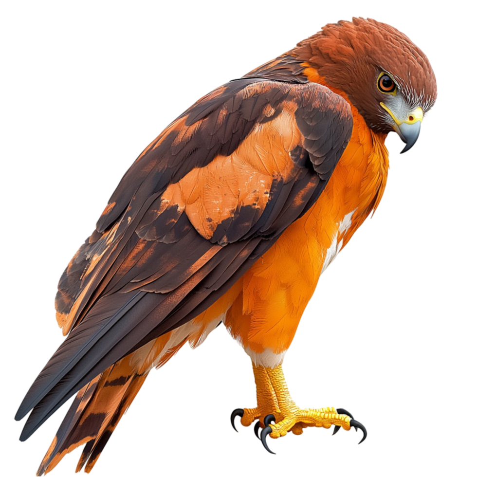 Brown Hawk Bird with Detailed Feathers on png