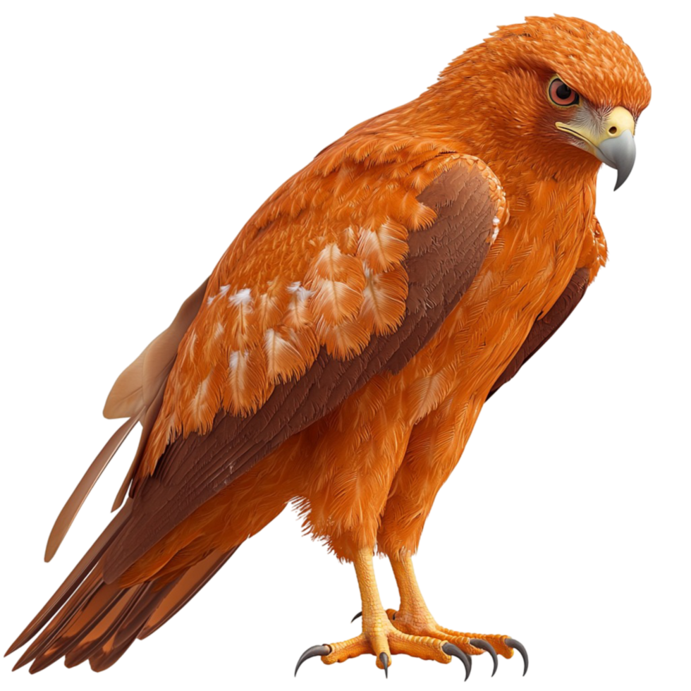 Brown Hawk Bird Standing with Detailed Feathers on png
