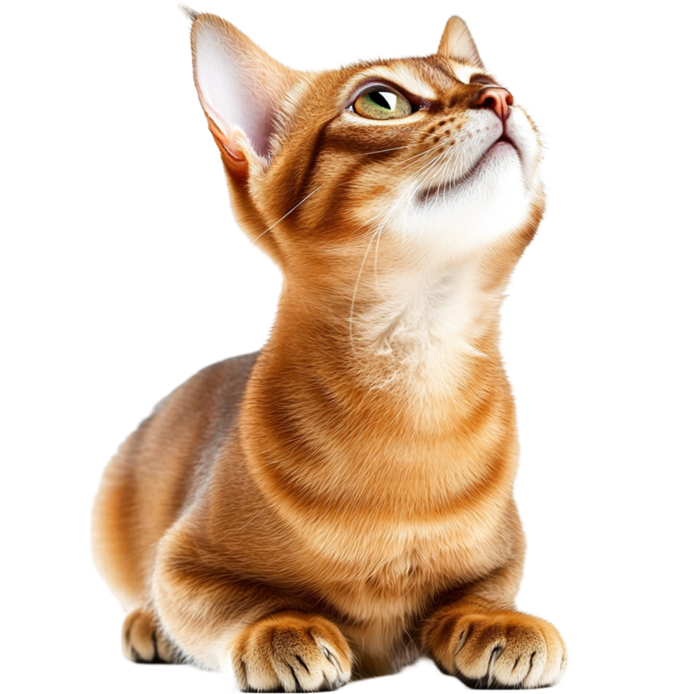 Cute Orange Tabby Cat Looking Up with Curious Expression png