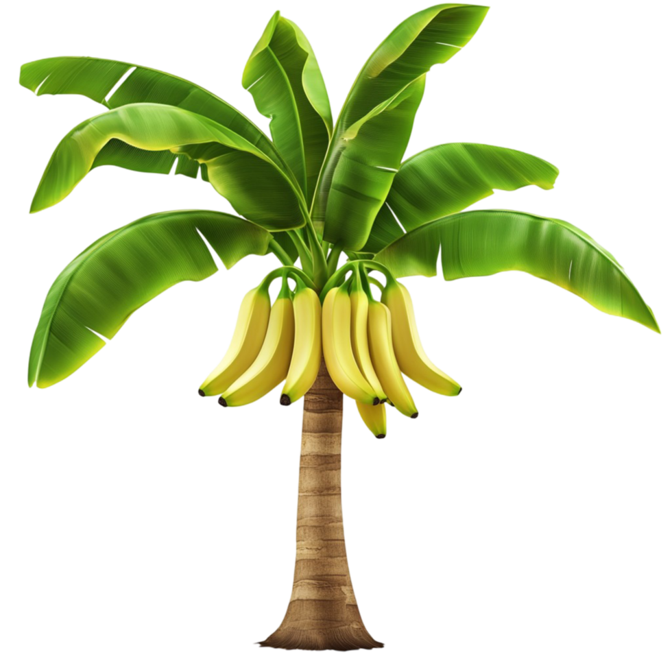 Banana tree with bunch of ripe yellow bananas png