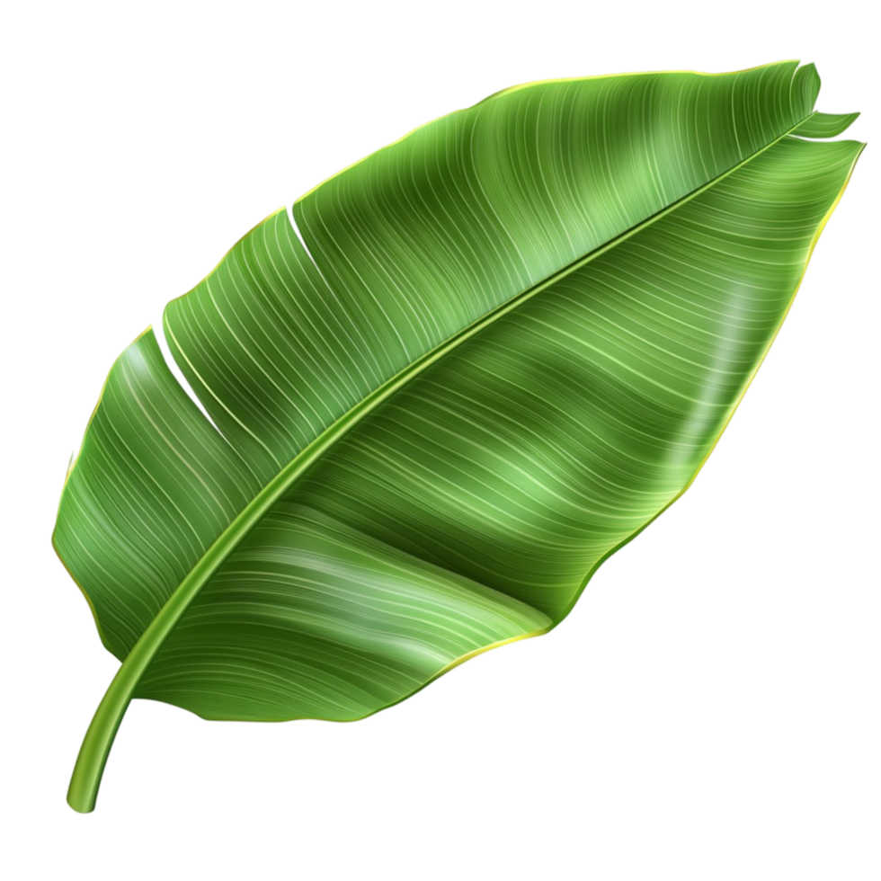 Green banana leaf png