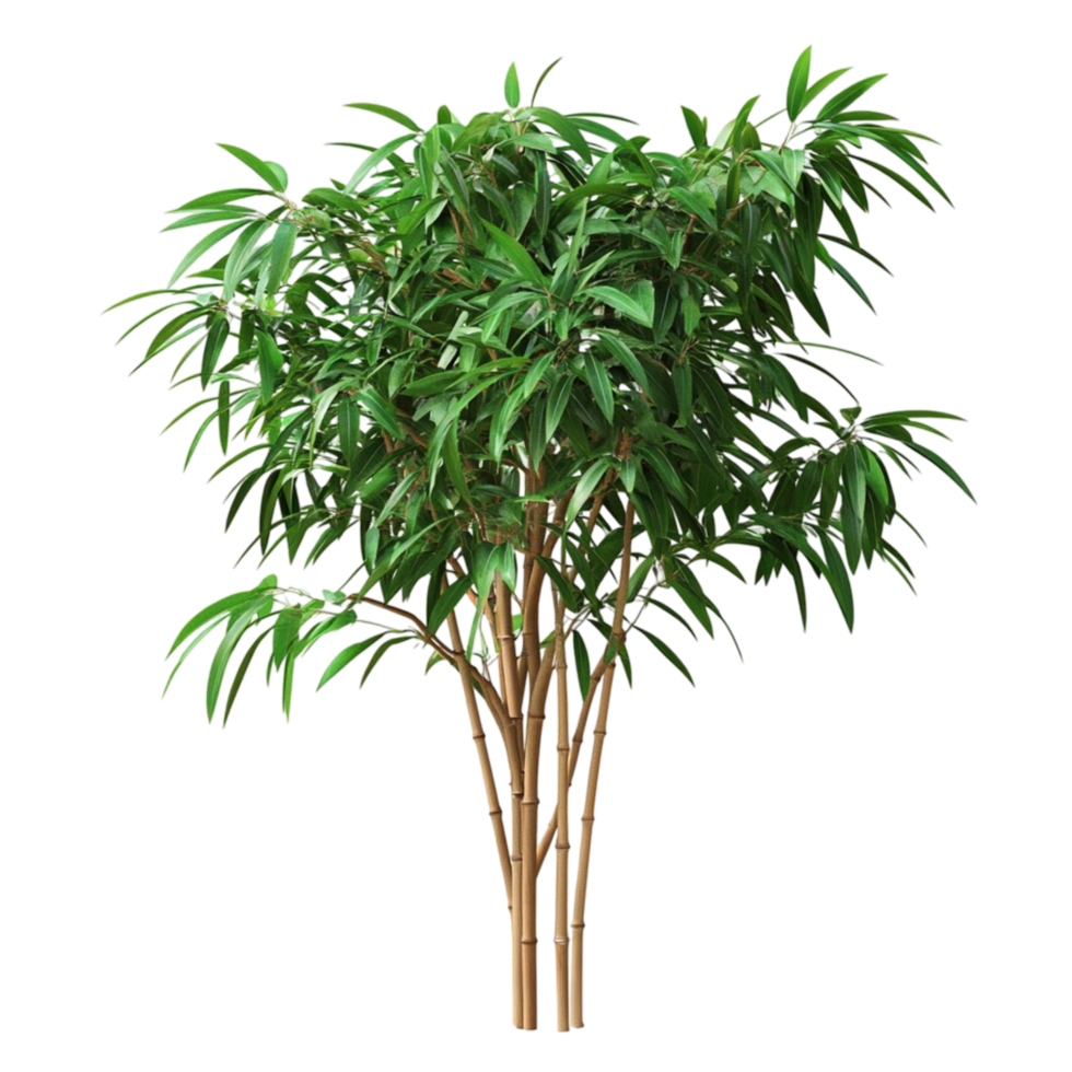 Lush Green Indoor Tree with Dense Leaves png