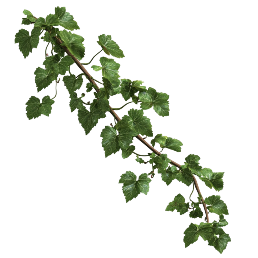 Green Ivy Branch with Leaves png