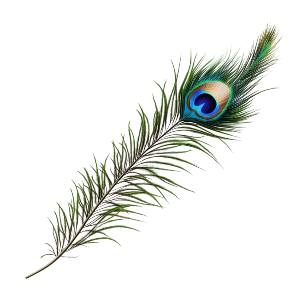 Peacock Feather with Vibrant Blue Eye Spot png