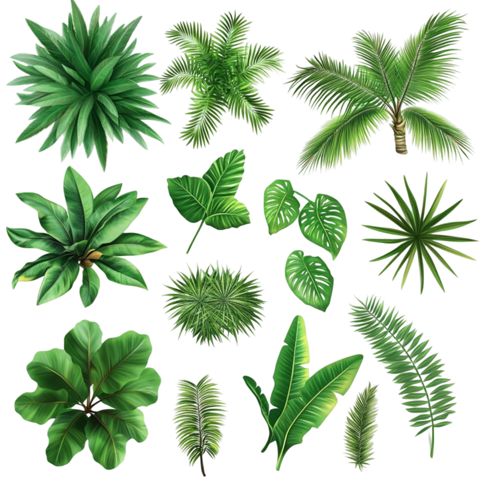 Green Tropical Leaves Botanical Collection png