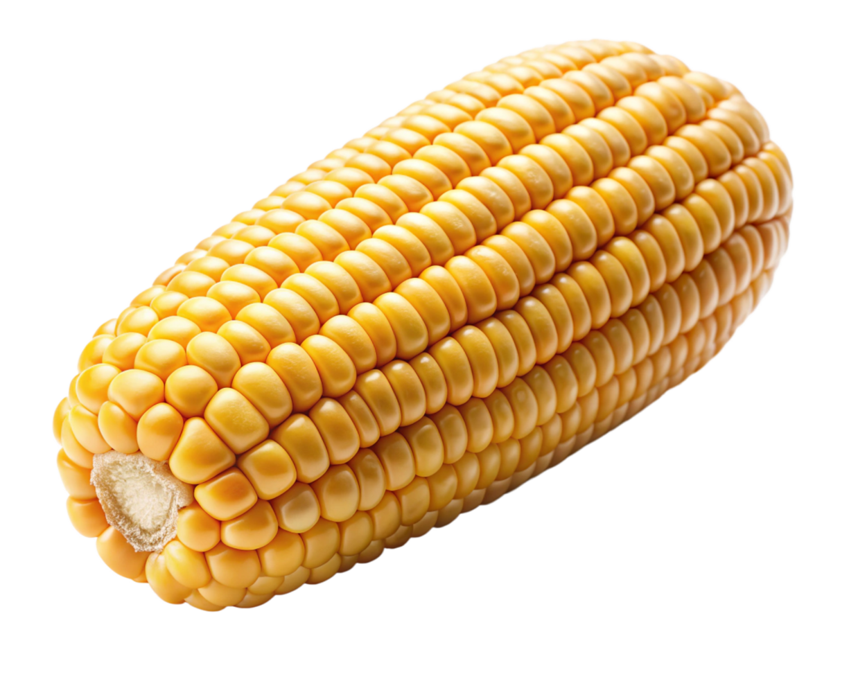 Freshly harvested golden corn cobs with a radiant effect on transparent background png