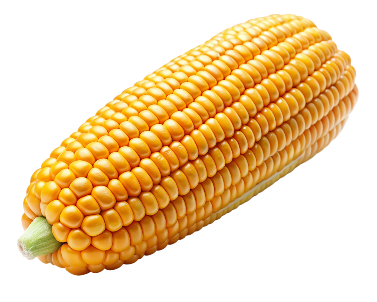 Shiny golden corn cobs with organic texture on transparent background png