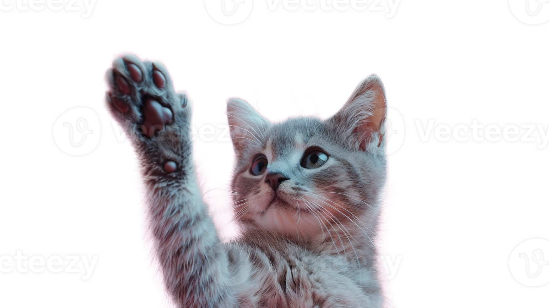Adorable Cat Raising Paw for a High Five on Transparent Background. Cute, Playful, Kitten png