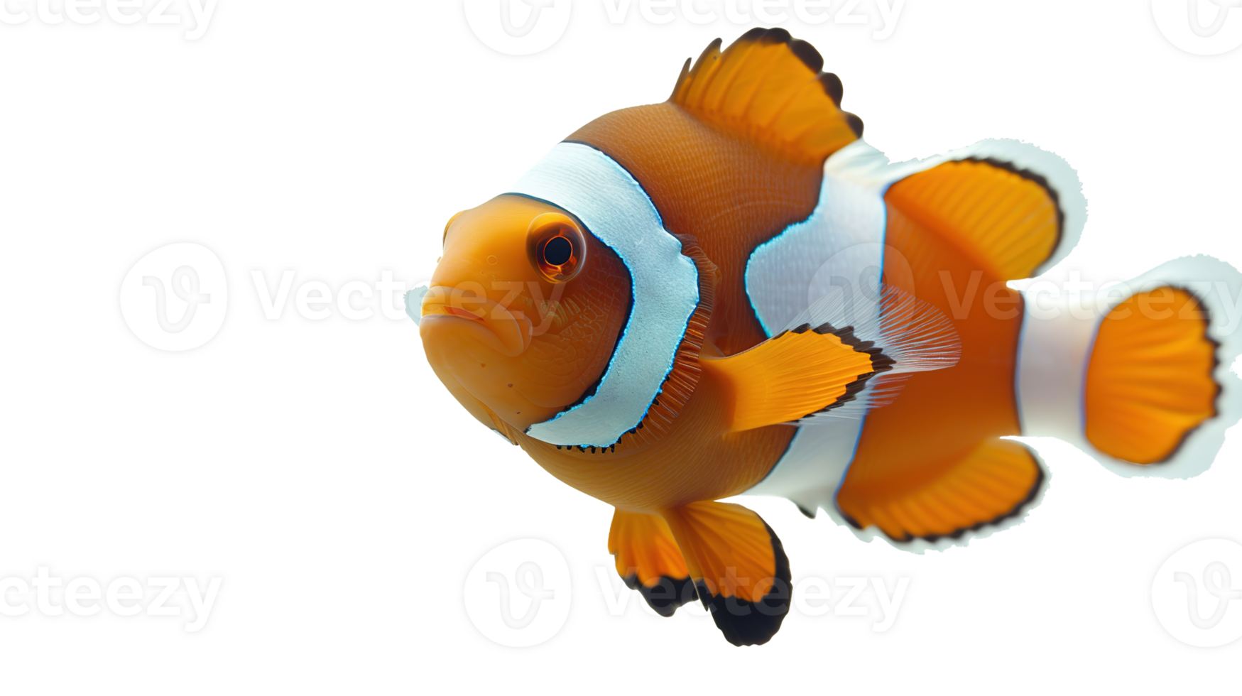 Clown Fish Orange White Isolated on Transparent Background png