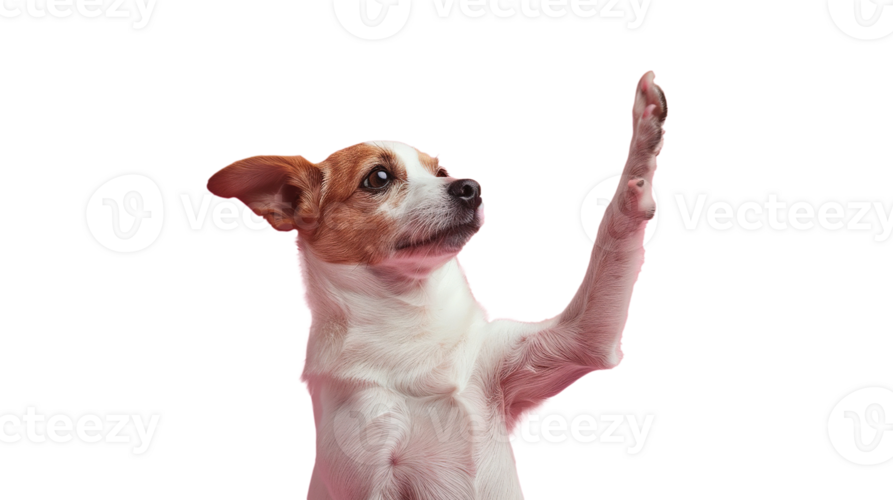 Friendly Dog Giving High Five Isolated on Transparent Background Joyful and Lovable Moment png