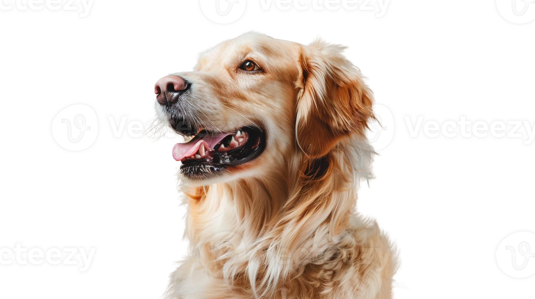 Cute Dog Giving High Five on Transparent Background. Cuteness, Agree, Puppy png