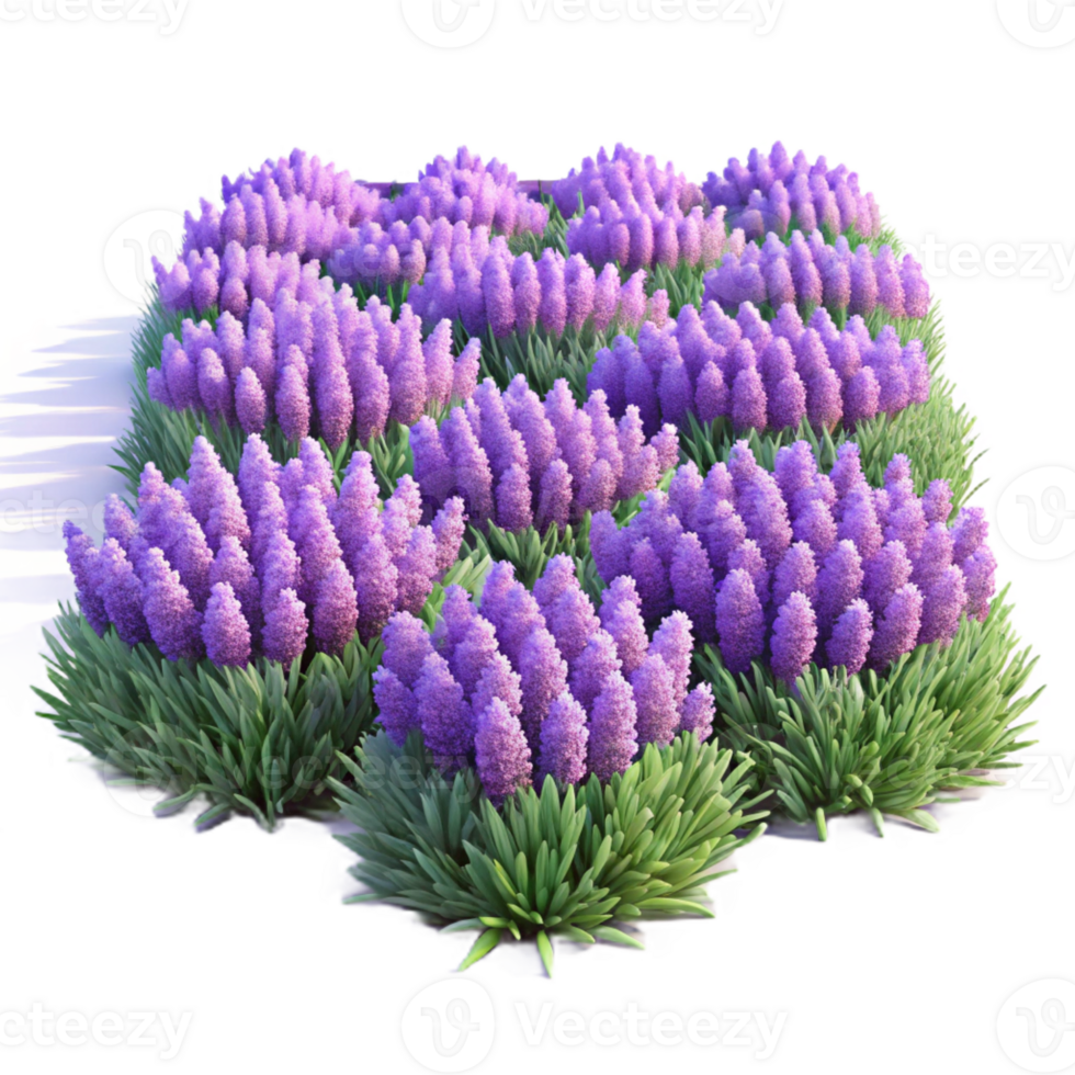 dramatic abstract A Field of Lavender Flowers Soft Purple authentic png