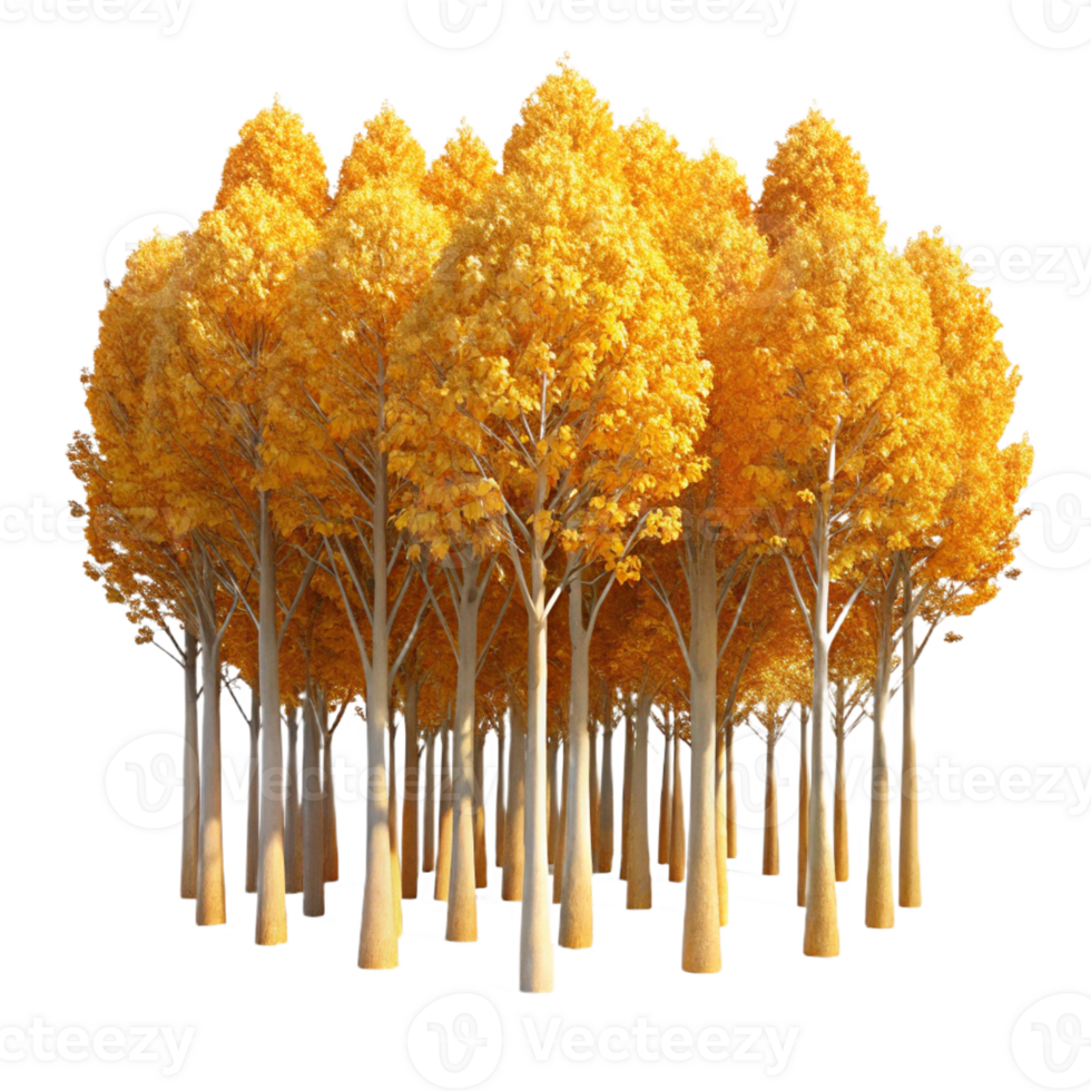 wonderful artistic A Grove of Aspen Trees Golden Leaves In high resolution png
