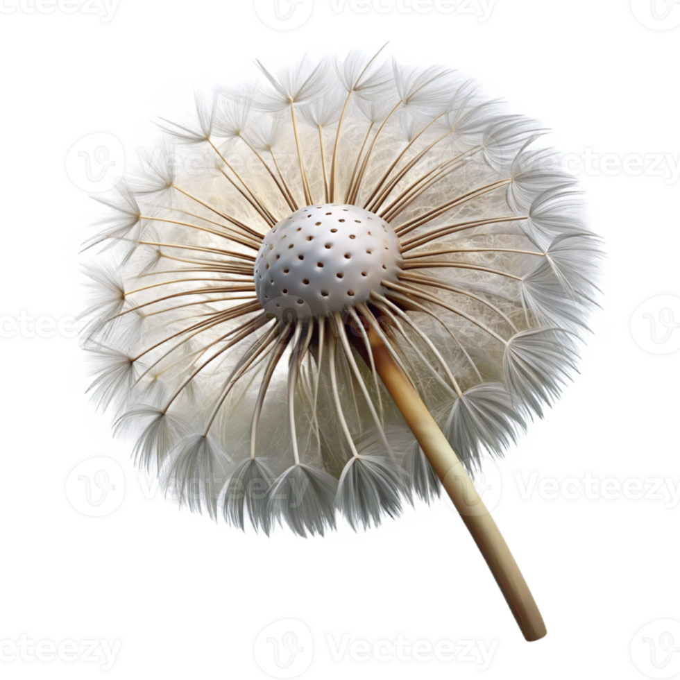 wonderful rustic A Detailed of a Dandelion Se detailed png