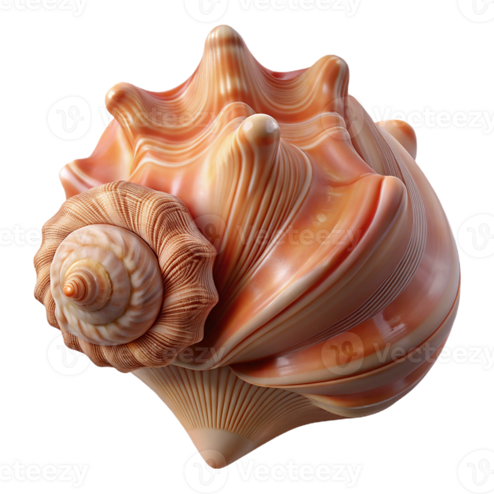stunning classic A Close Up of a Seashell with Intricate high resolution png
