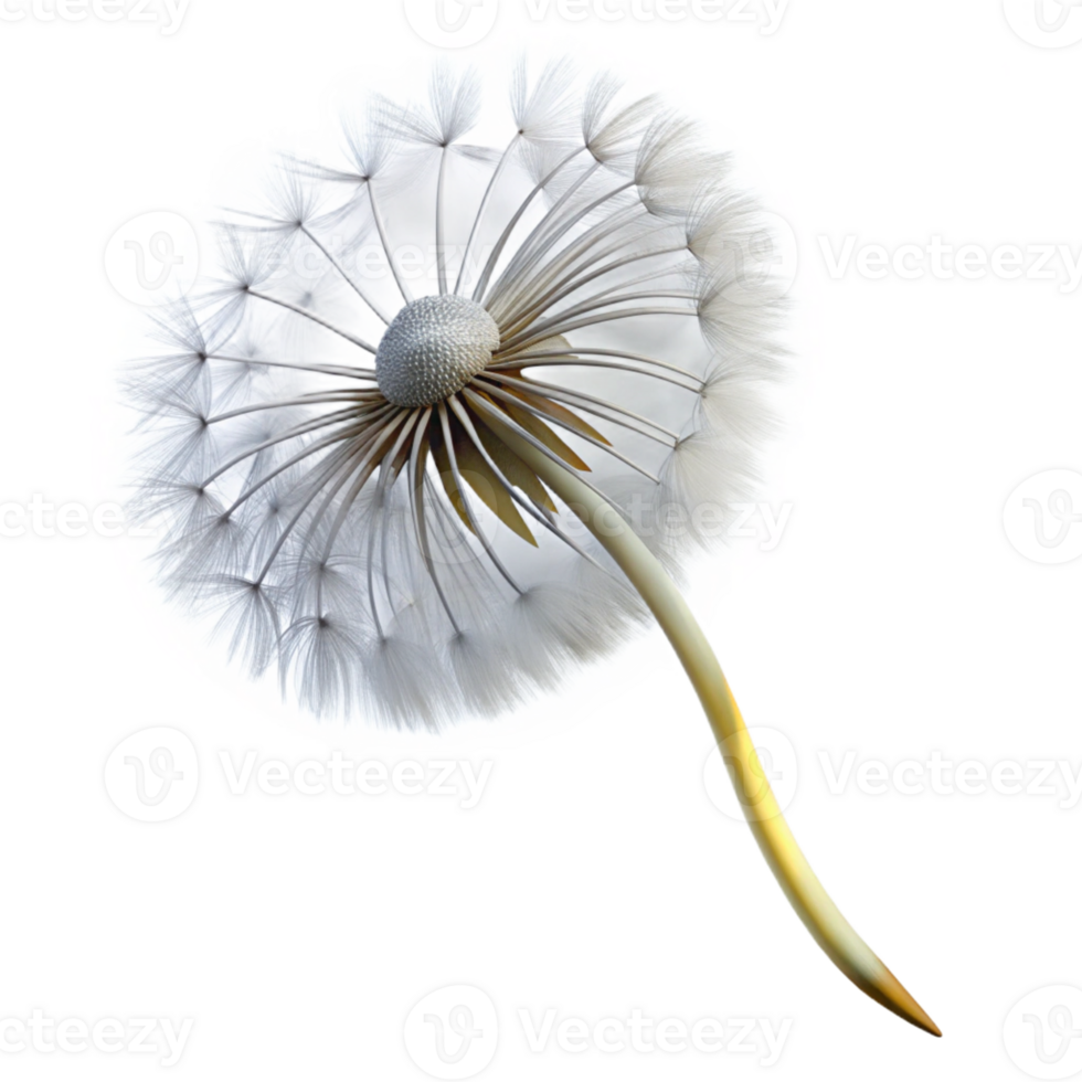 magnificent traditional A Single Dandelion Seedhead Blowing in T premium png
