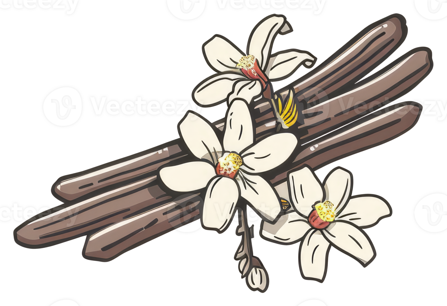 Beautiful drawing of vanilla beans and flowering vanilla plant png