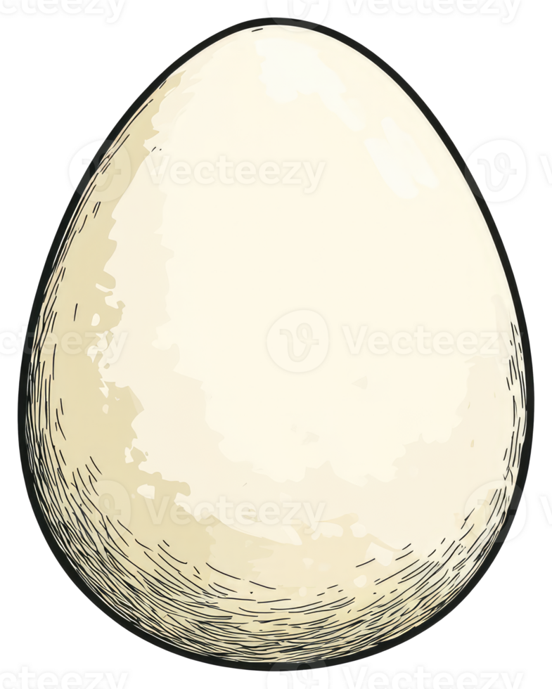 A single illustration of a natural white chicken egg shape png