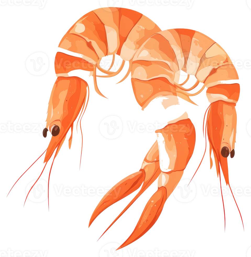 Two cooked shrimp with curving bodies shown in close up png