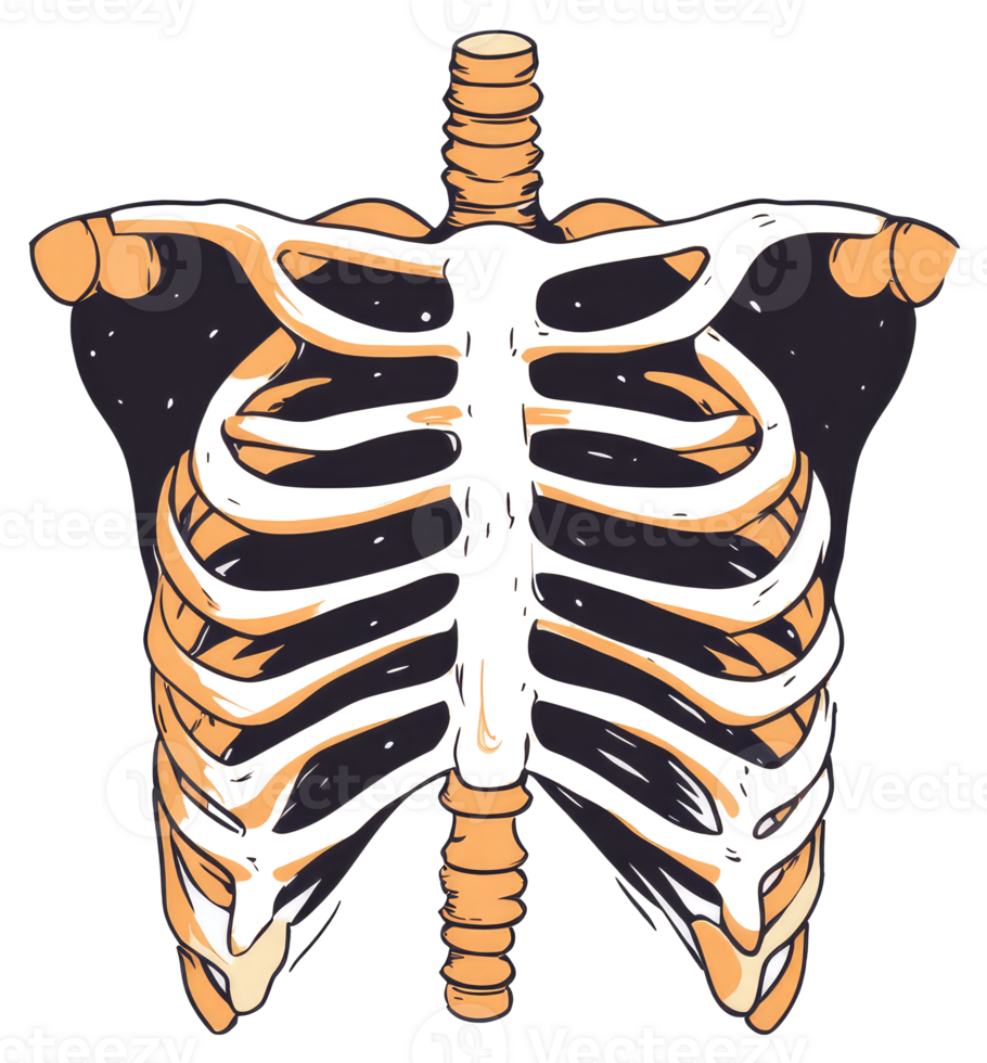 A stylized anatomical drawing depicting the human skeletal torso png