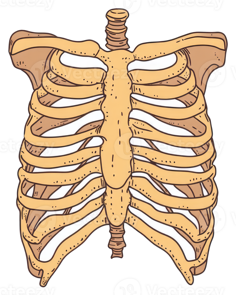 An illustration of a human chest rib cage skeletal structure png