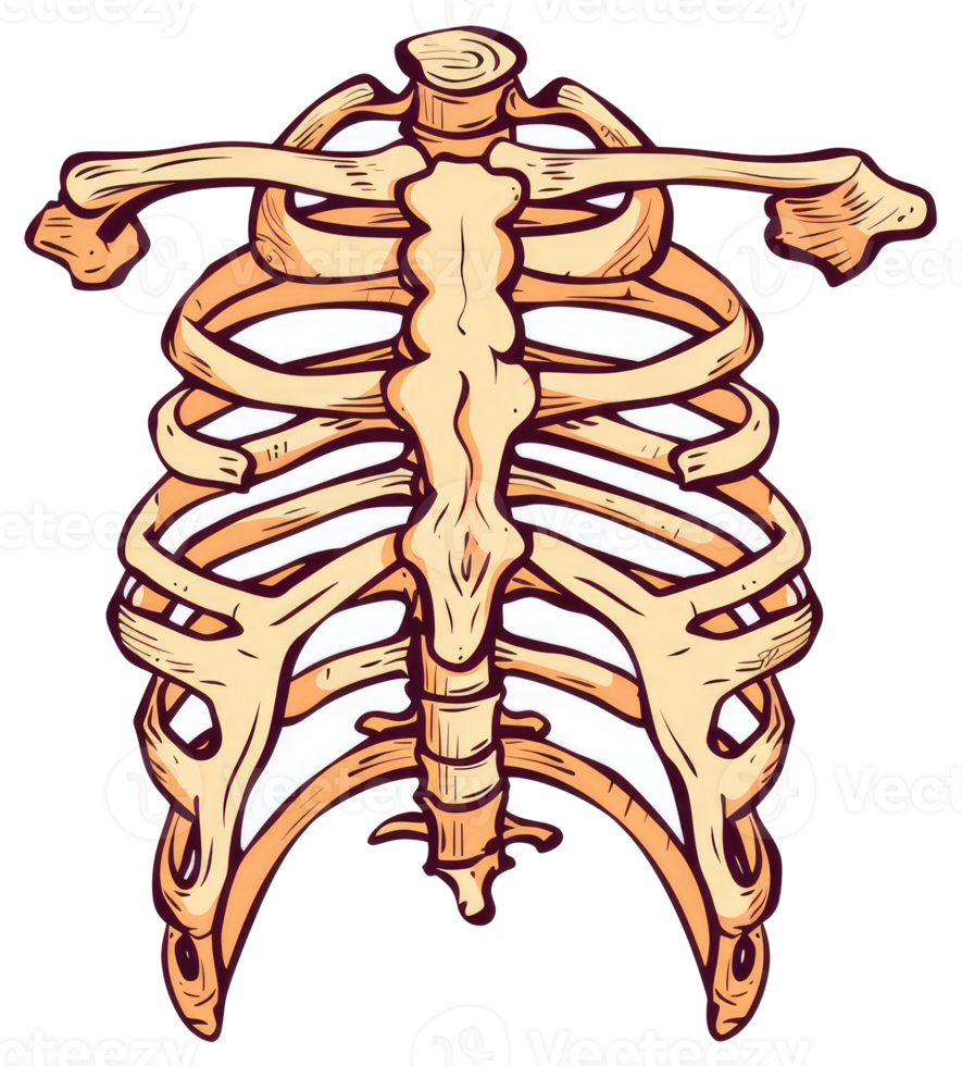 The human rib cage and spinal column illustration displayed vertically png