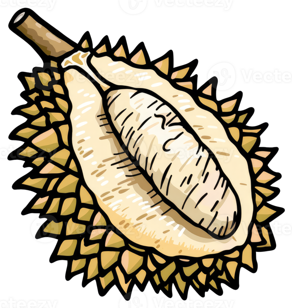 An illustration showing a cross section of a spiky tropical fruit png