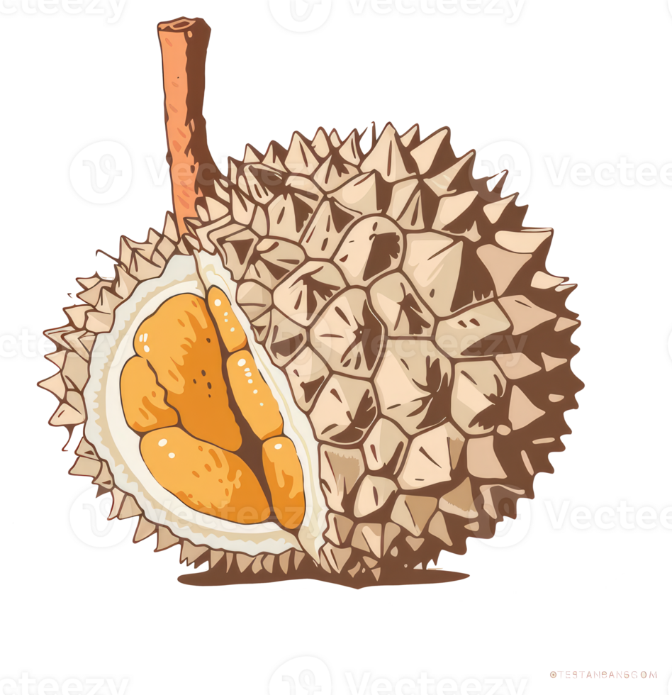 A cut open durian fruit displaying its yellow segmented flesh png