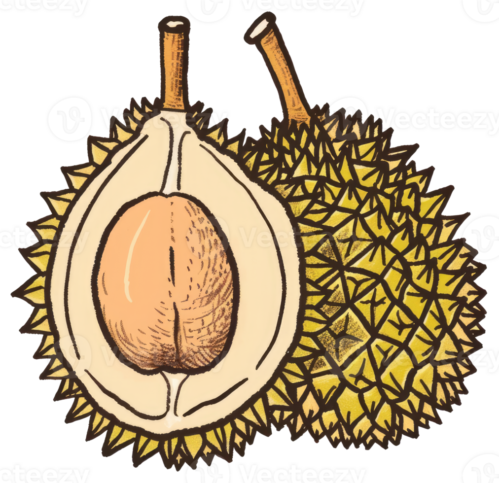 An illustrated depiction of a spiky fruit cut in half png