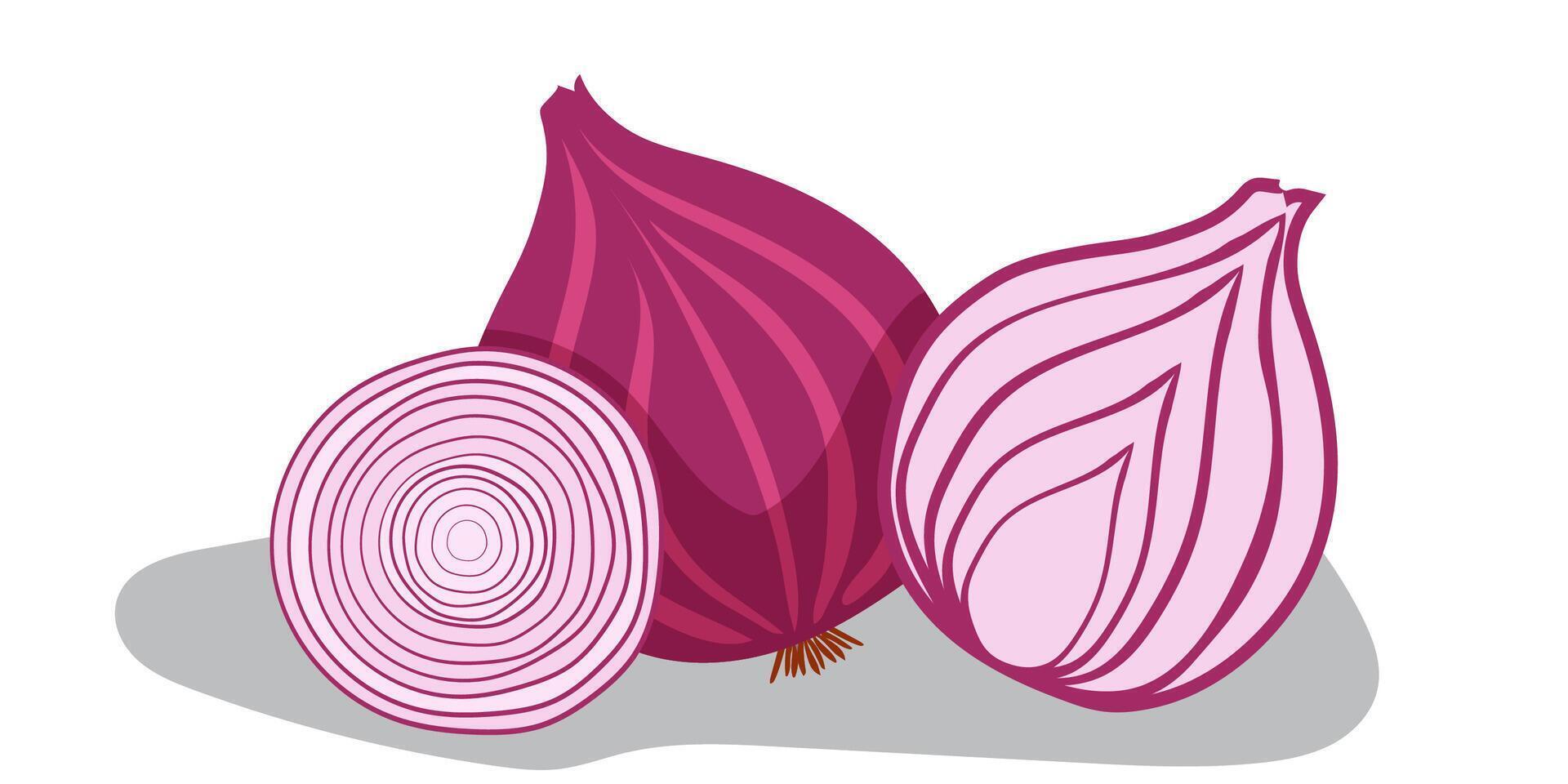 Hand drawn illustration of red onion vector