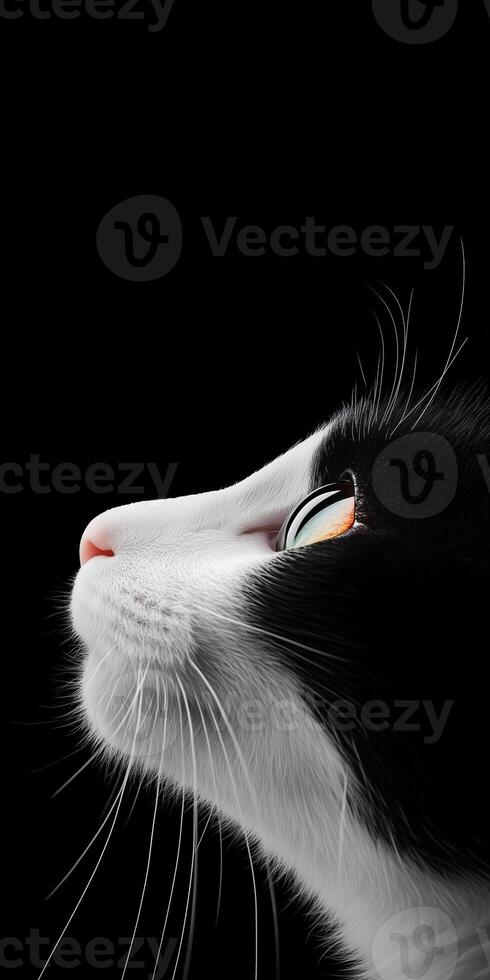 Black and White Cat Profile with Reflective Eyes on Dark Background for Mobile Wallpaper photo