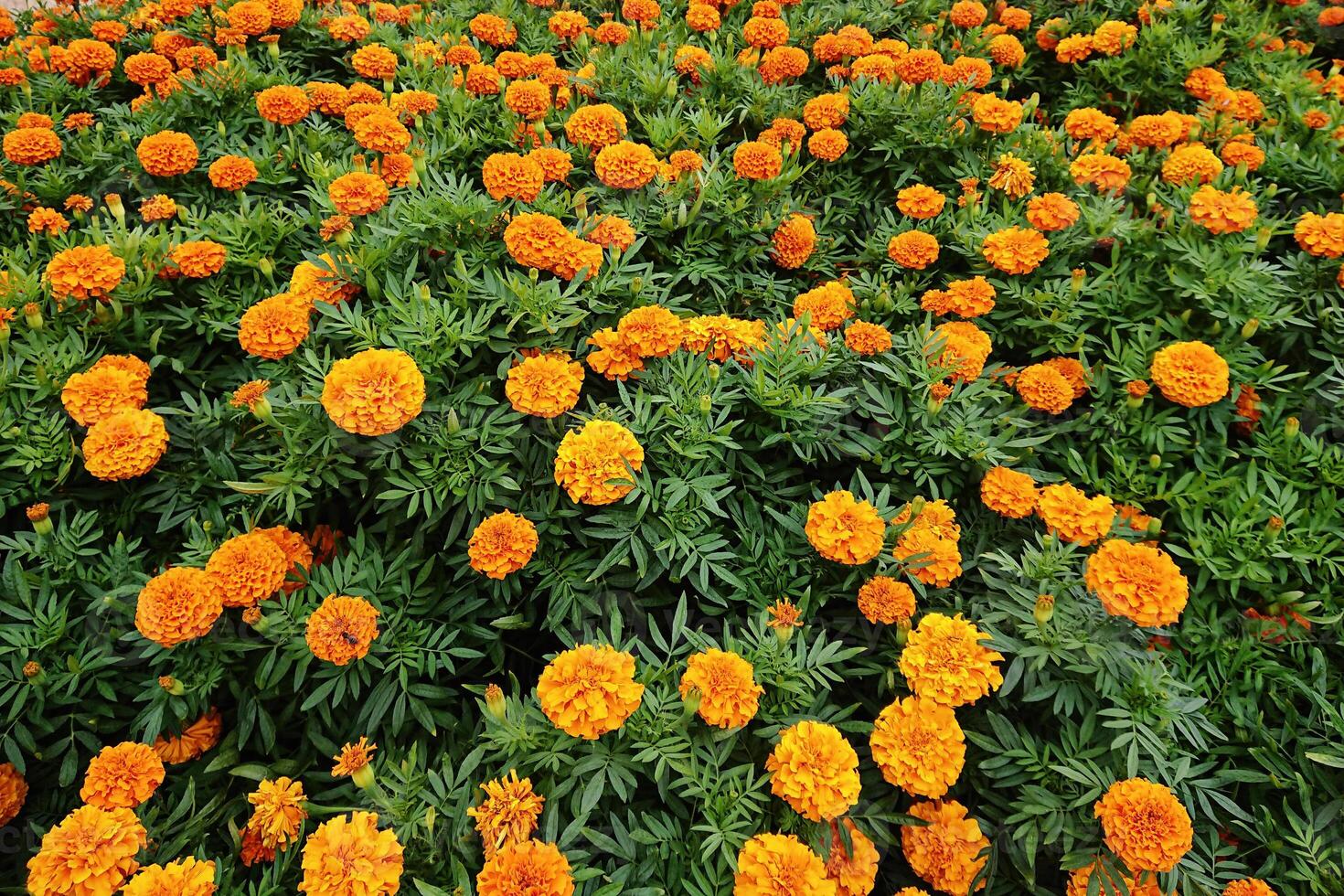 Marigold blooms create lively tapestry of orange hues, marigold glow symbolizing warmth in crisp fall air, marigold presence enhancing garden charm, boosting cheerful seasonal appeal photo