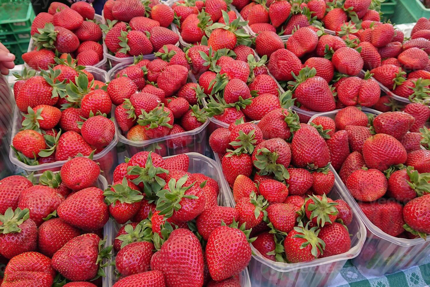 Rows of plump strawberries stacked in clear containers, strawberries gleaming with vibrant red hue, signaling the start of harvest season photo