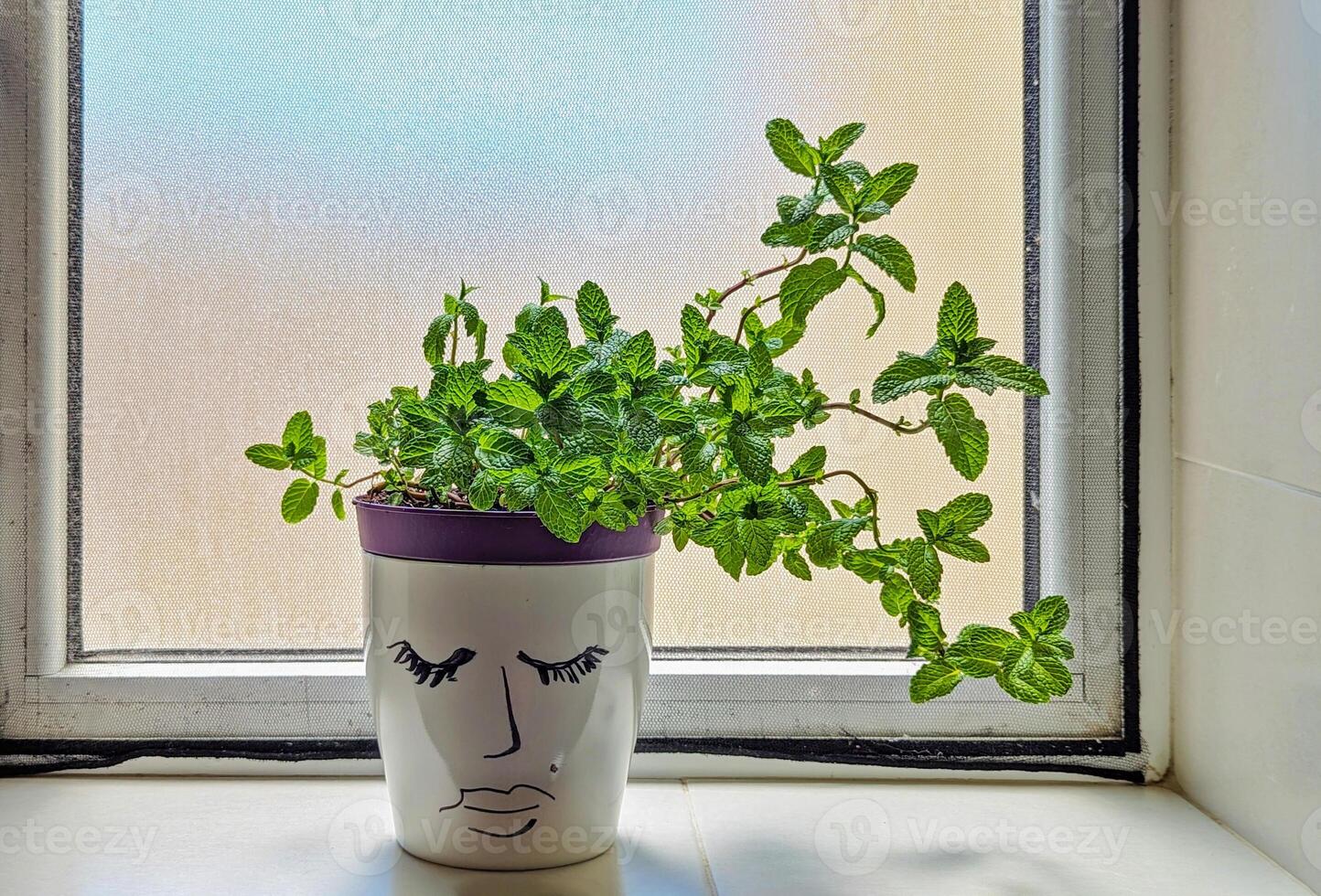 Bright mint sprouts gracefully from charming face pot, mint thriving in gentle windowsill light, mint bringing fresh aroma and easy style, mint perfect for everyday culinary use photo